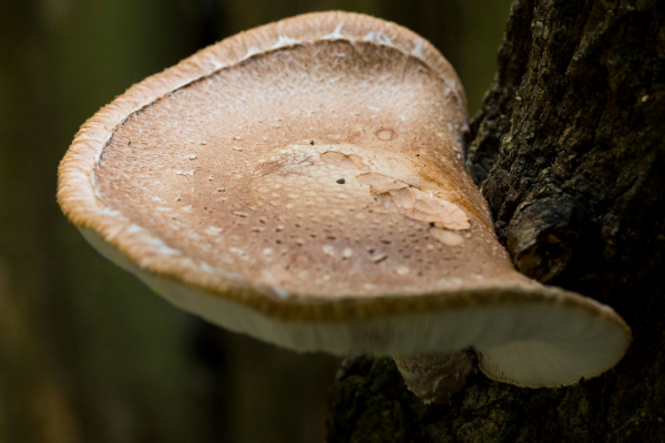 mushrooms for medicinal use