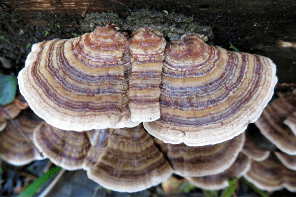 mushrooms for medicinal use