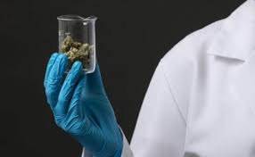 Doctor holding marijuana buds in a jar how to get weed out of your system