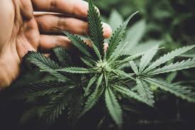 Medical Cannabis leaf 