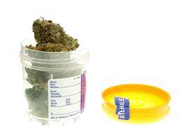 Marijuana Bud in Urine container