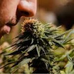 Medical Marijuana Strains for Anxiety