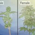 Male Marijuana Plants